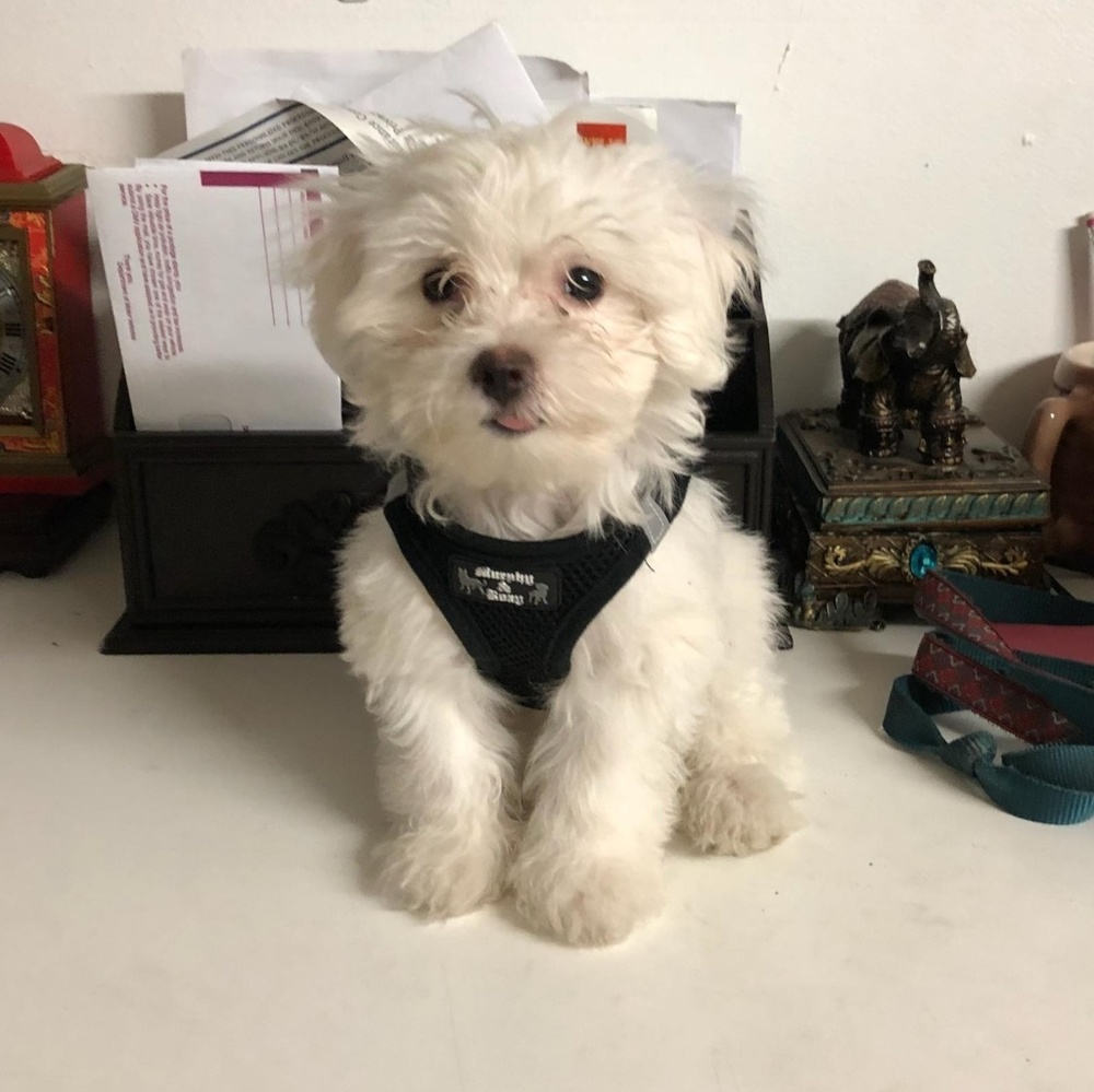 Meet your Posher, Xochi